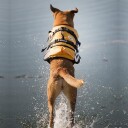 Ezydog Redningvest Flytevest til hund Gul S 33-40cm 9-20kg