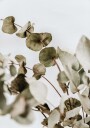 Eucalyptus Plakat Plakat / 100x150cm