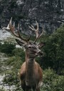 Deer and Mountains Plakat Plakat / 50x70cm