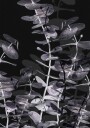 Pictufy Studio Iii Eucalyptus_Negative No.2 Plakat Plakat / 100x150cm