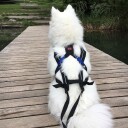 Non-Stop Dogwear Freemotion Trekksele Svart Str. 6 (40-44 cm)