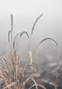 Grass Plants Plakat Plakat / 40x50cm