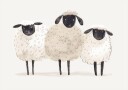 Trio Of Sheep Plakat Plakat / 21x30cm