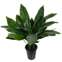 Mr Plant Aspidistra Potteplante 75 cm