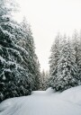 Snowy Road Through Evergreen Forest Plakat Plakat / 100x150cm