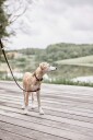 OYOY ZOO - Robin Dog Collar Large - Choko (Z60029)