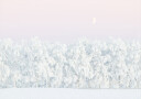 Pink winter magic Plakat Plakat / 50x70cm