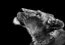 Looking Up Poster Plakat / 100x150cm