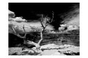 Fototapet Grand Canyon Tree 250x193 - Artgeist sp. z o. o.