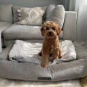 Trixie Noah Vital Bed Square 60 50 cm Light Grey