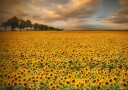 Sunflowers Plakat / 100x150cm