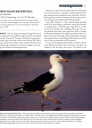 Gulls Simplified