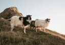 Sheep of Iceland  Plakat Plakat / 100x150cm