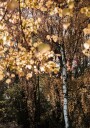 Autumn Birch Tree Plakat / 70x100cm