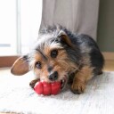 Kong Puppy Aktivitetsleke Til Valp Small