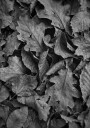 Monochrome Fall Foliage Plakat / 30x40