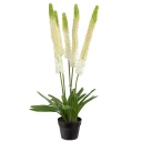 Mr Plant Stepplilje Potteplante 95 cm Hvit