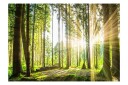 Fototapet Forest Tales 350x245 - Artgeist sp. z o. o.