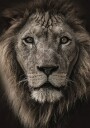 Majestic Lion Close-Up Plakat Plakat / 40x50cm