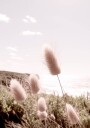 Beach Grass Plakat Plakat / 100x150cm