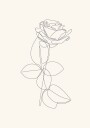 Line Art Rose Plakat Plakat / 100x150cm