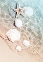 Starfish & Seashell Plakat Plakat / 70x100cm