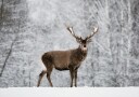 Majestic Deer in Snowy Forest Plakat Plakat / 70x100cm