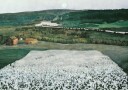 Flower Meadow in the North By Harald Sohlberg Plakat Plakat / 21x30cm