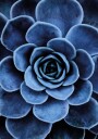 Blue Succulent Plakat Plakat / 100x150cm