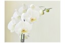 Fototapet Orchid white 200x154 - Artgeist sp. z o. o.