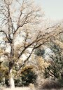 Golden Autumn Woodland Plakat / 50x70