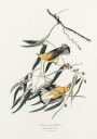 Prothonotary Warbler From Birds of America 1827 Plakat / 50x70