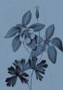 Blue Columbine Botanical Study Plakat / 21x30