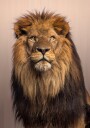 Majestic Lion Plakat Plakat / 100x150cm