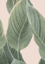 Calla Leaf Plakat / 100x150cm