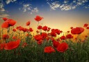 Albena Markova Poppies Plakat / 50x70cm