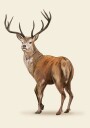 Brown Deer Plakat Plakat / 50x70cm