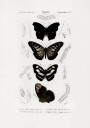 Collection of Butterflies 01 Plakat / 70x100