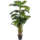 Mr Plant Banan Tre 240 cm
