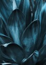 Dark Blue Plant Plakat Plakat / 100x150cm