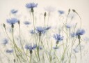 Cornflowers  Poster Plakat / 70x100cm