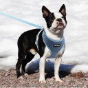 Blå Teddy Hunde- Og Kattesele