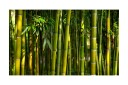 Fototapet Asiatisk Bambusskog 450x270 - Artgeist sp. z o. o.