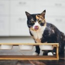 Fôringsstasjon for katter med 3 skåler