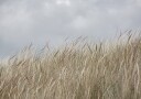 Dunes and Clouds Plakat / 30x40cm