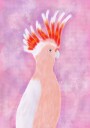 Pink Cocatoo Bird Plakat Plakat / 21x30cm