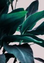 Elegance Of Tropical Leaves Plakat Plakat / 70x100cm