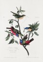 Painted Finch From Birds of America 1827 Plakat / 40x50