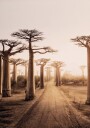 Baobab Trees at Sunset Plakat Plakat / 100x150cm