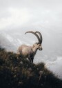 Mountain Goat in Serenity Plakat Plakat / 70x100cm